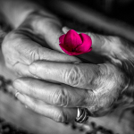 Photograph of an elderly person holding a small flower in hands.